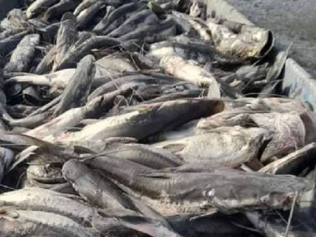 Santander está en alerta por impresionante mortandad de peces en río Carare