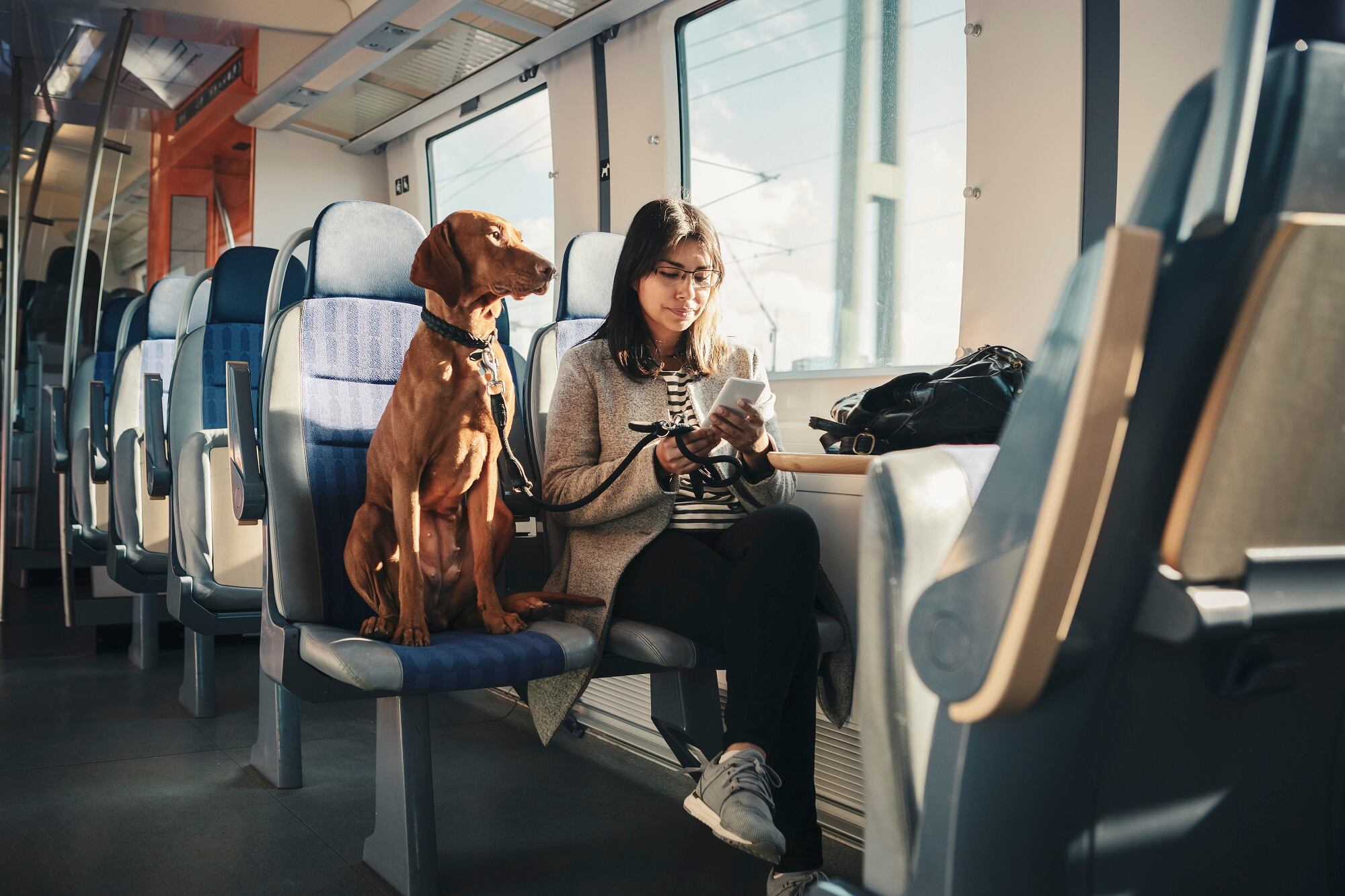 Imagen de referencia de perro en servicio de transporte. Foto: Getty Images