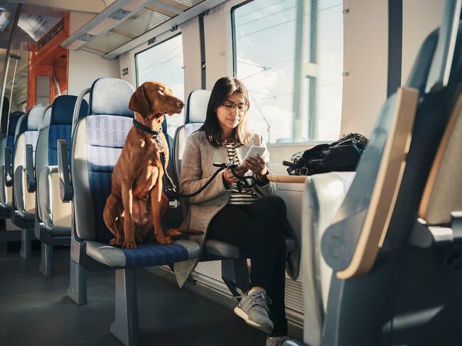 Imagen de referencia de perro en servicio de transporte. Foto: Getty Images