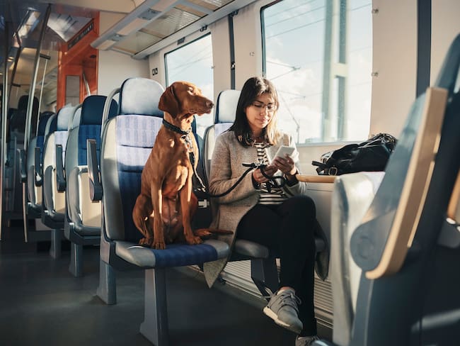 Imagen de referencia de perro en servicio de transporte. Foto: Getty Images