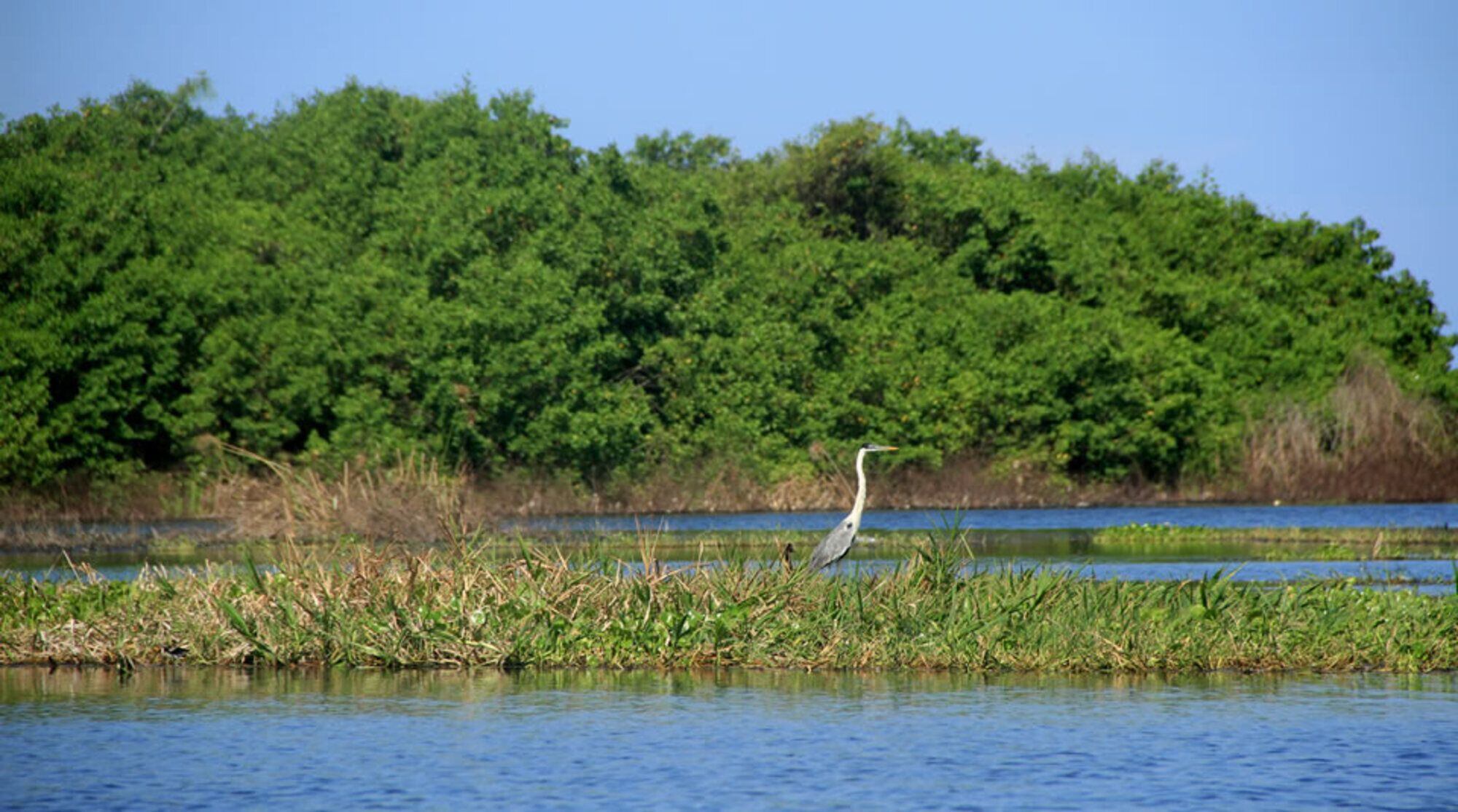 Ciénaga Grande de Santa Marta/ Parques Nacionales
