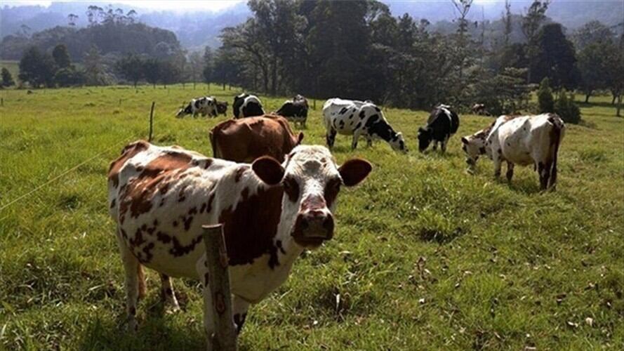 En total la afectación en su momento fue de 50.000 hectáreas en 59 municipios. . Foto: La W