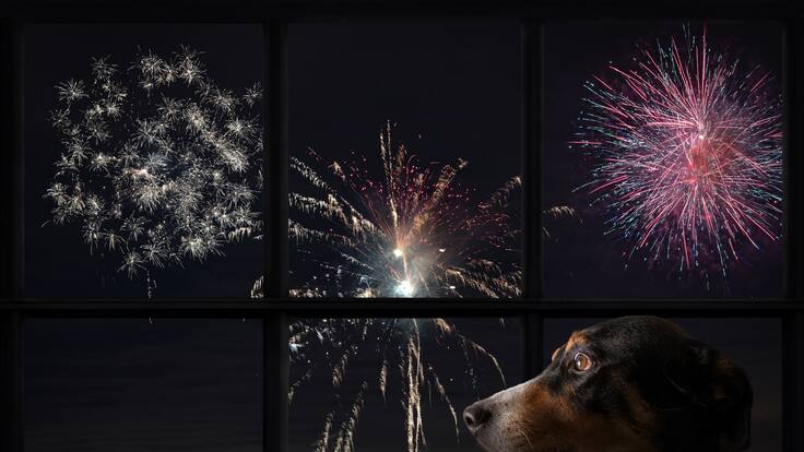 ¿Cómo proteger a las mascotas del ruido de la pólvora en Navidad?