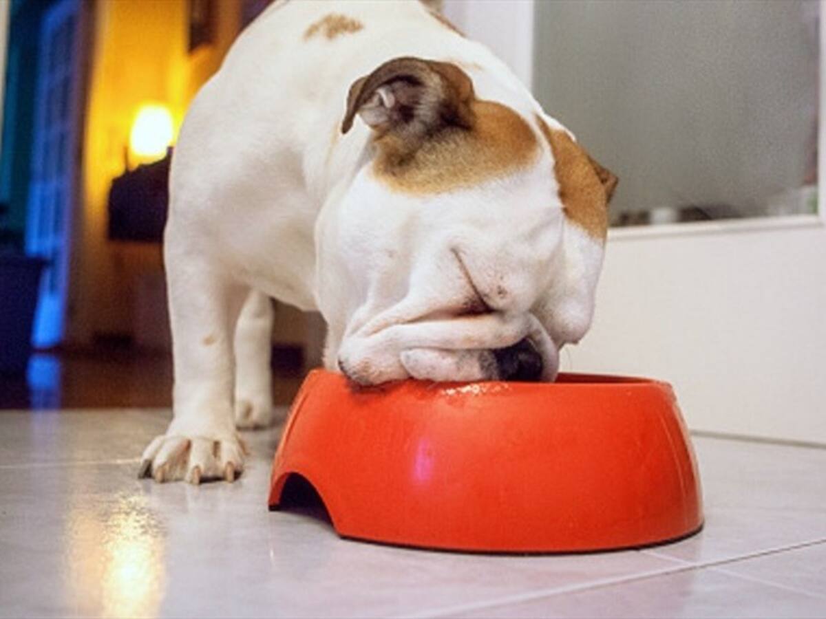 Gaba, EPS para mascotas