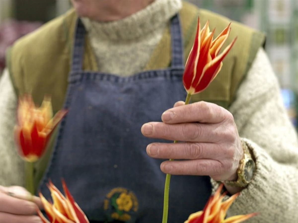 Terminó preselección de cucuteños que trabajarán como floricultores en Bogotá