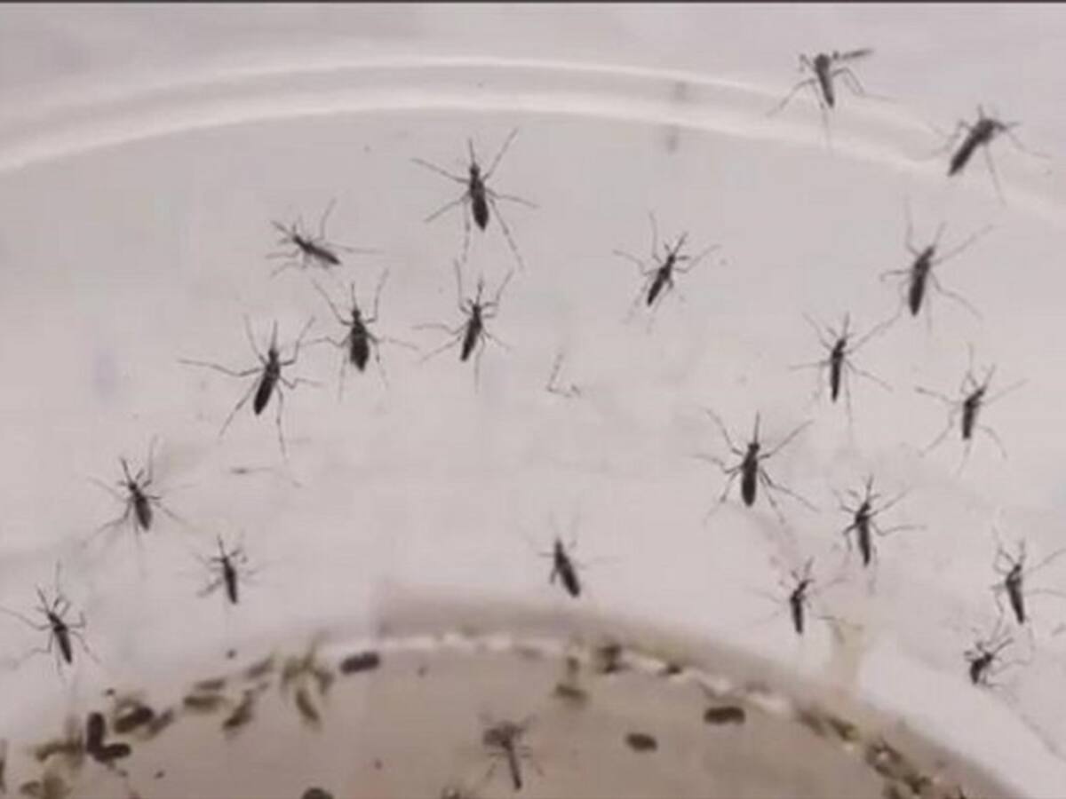 Aumentó en un 90% el dengue en Santander