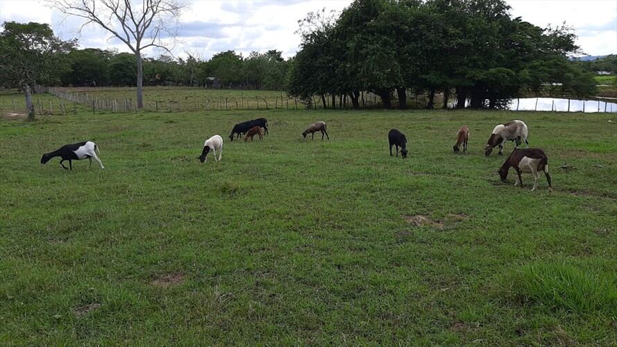 Denuncian robo y matanza de animales en zona rural de Montería.Foto:cortesía.