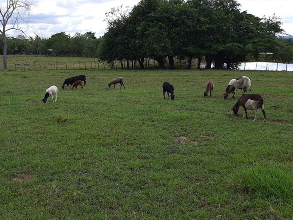 Denuncian robo y matanza de animales en zona rural de Montería