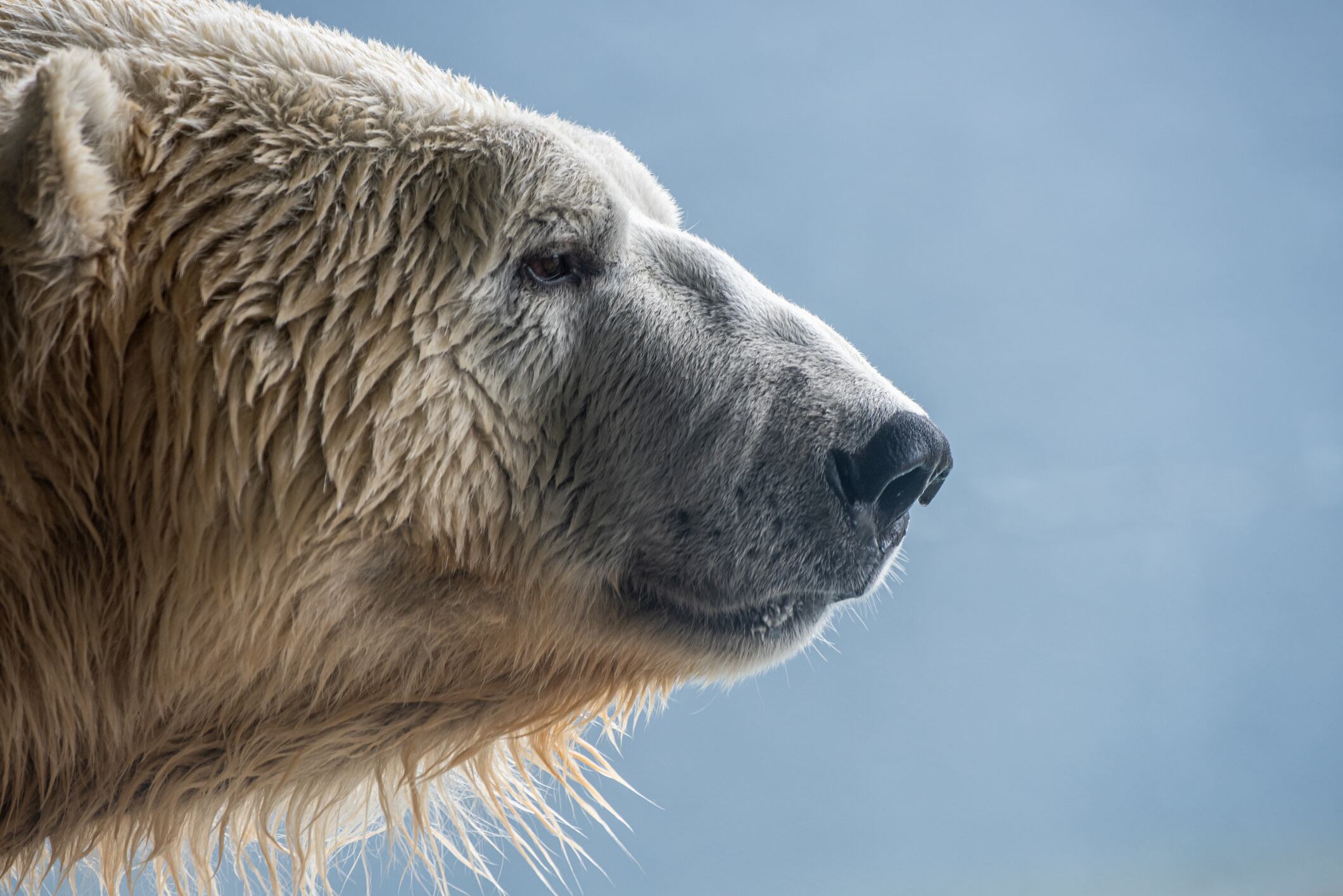 Oso polar. Foto: Getty Images.