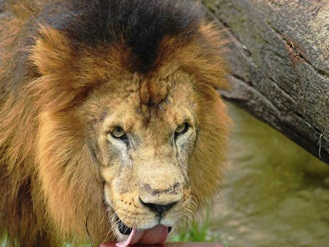 El joven se había colado a la jaula de los felinos- Imagen de referencia. Foto: Getty Images