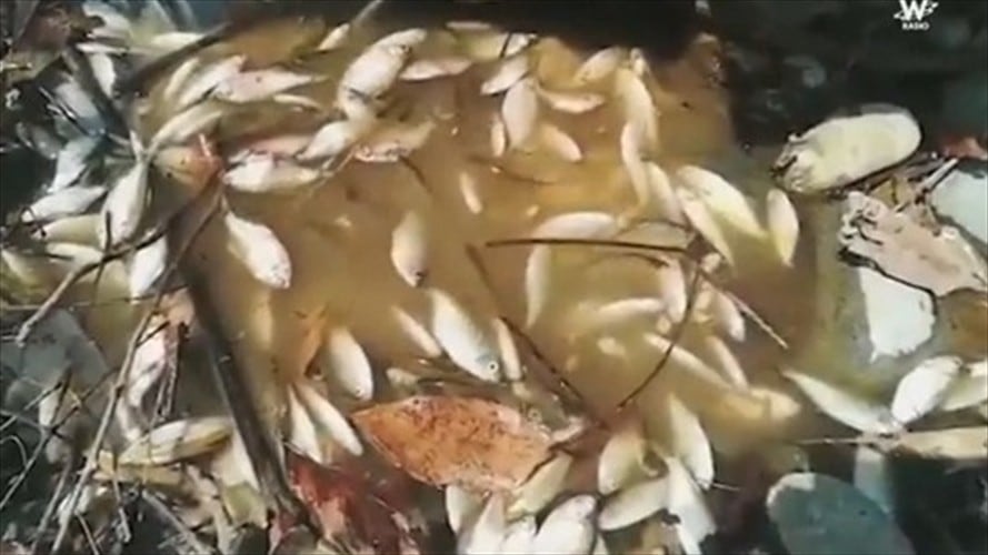 El futuro de los pescadores del río Cauca. Foto: La WCon Vicky Dávila