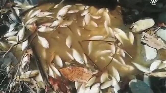 El futuro de los pescadores del río Cauca. Foto: La WCon Vicky Dávila