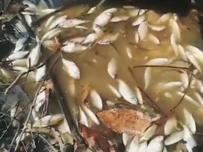 El futuro de los pescadores del río Cauca. Foto: La WCon Vicky Dávila