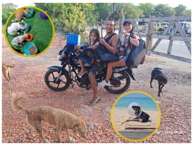 Albergue de animales. FOTO: W Radio