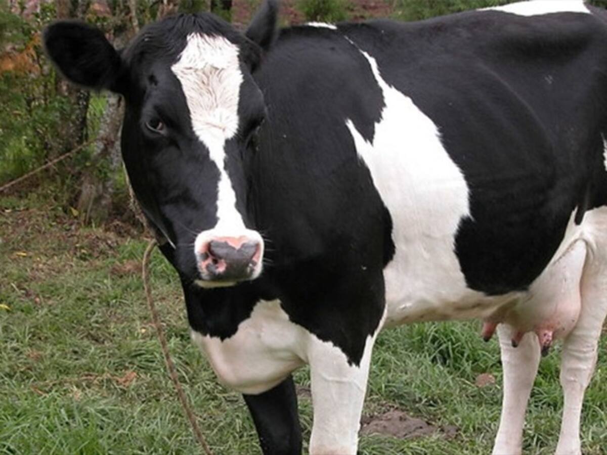 Universidad de Córdoba alerta sobre la calidad de la leche en Montería