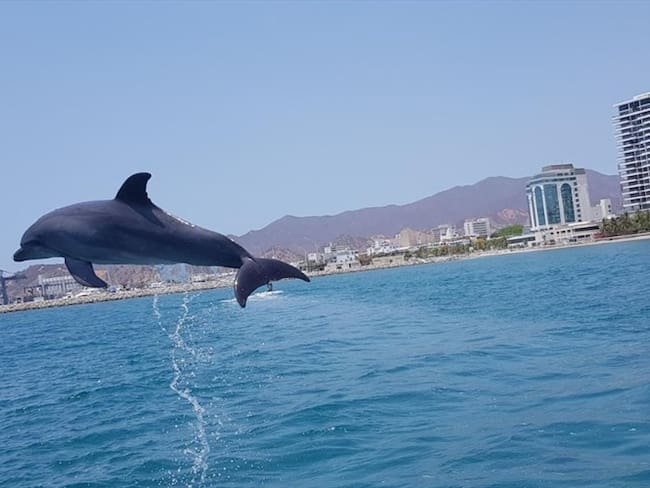 Delfines del Acuario de Santa Marta han sido captados en fotos y videos durante sus paseos por la zona costera de la capital del Magdalena. Foto: Cortesía