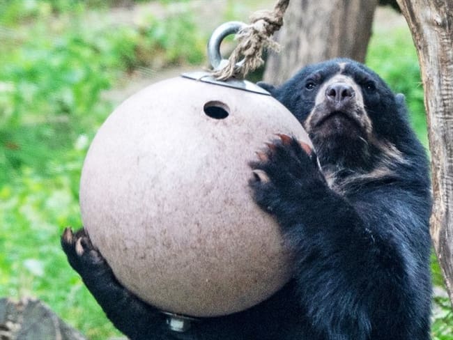 ‘Conservamos la Vida’ busca producir café de calidad cuidando a los osos andinos