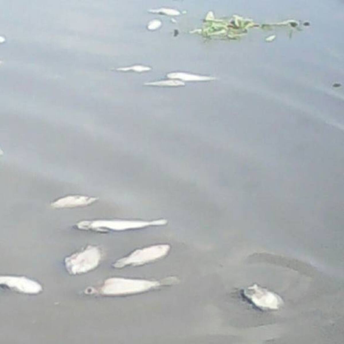 Mortandad de peces en río del municipio de Gámeza, Boyacá