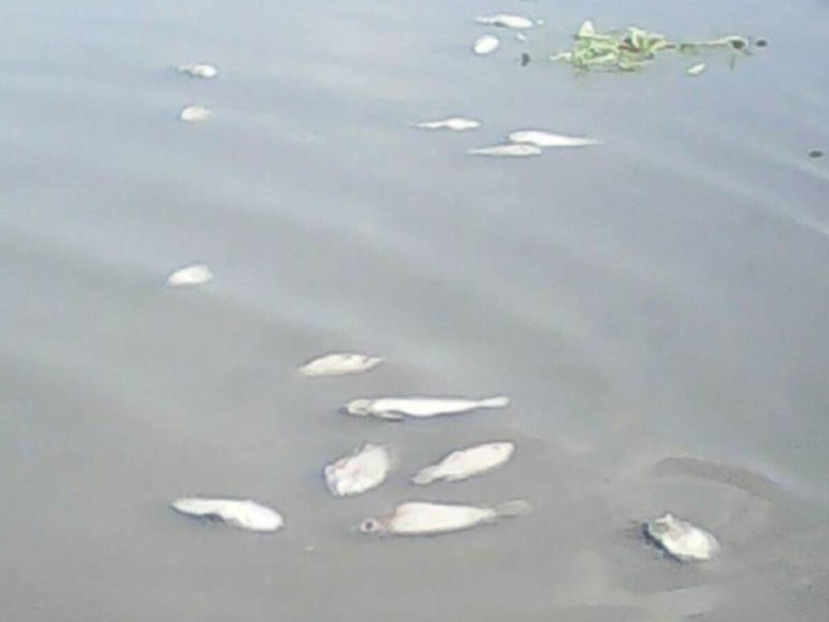 Mortandad de peces en río del municipio de Gámeza, Boyacá