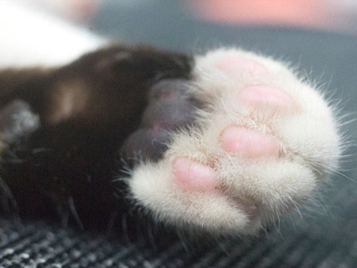 Indignación por joven que lanzó a un gato desde un cuarto piso en Cali