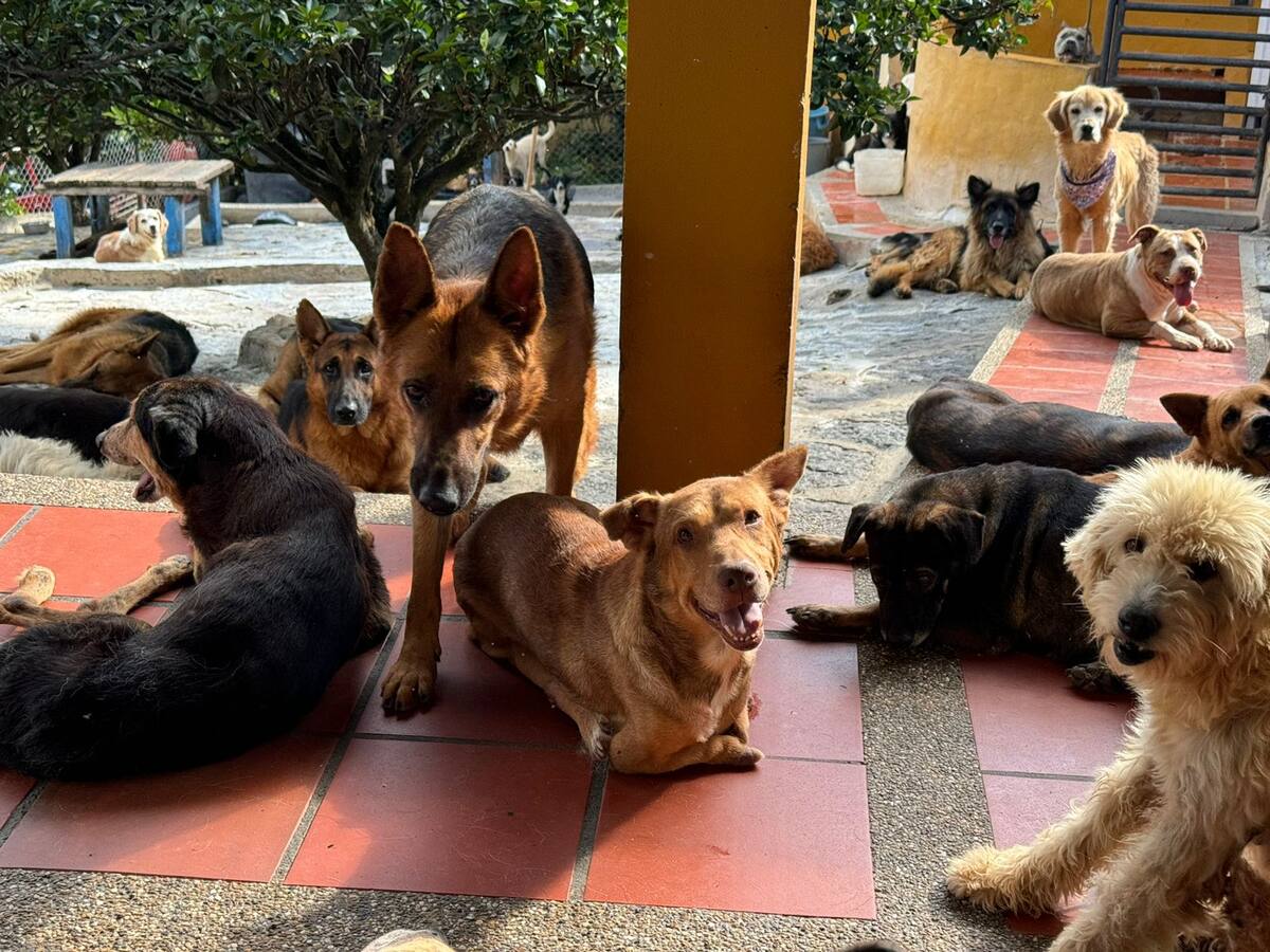 Soluciones W: Gesto Agro donó 2.000 kilos de alimento para animales rescatados