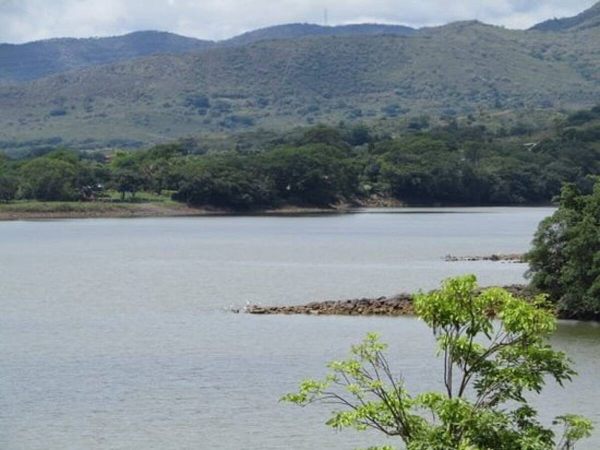 Bacteria sería la responsable de inusual mortandad de peces en la represa de Betania