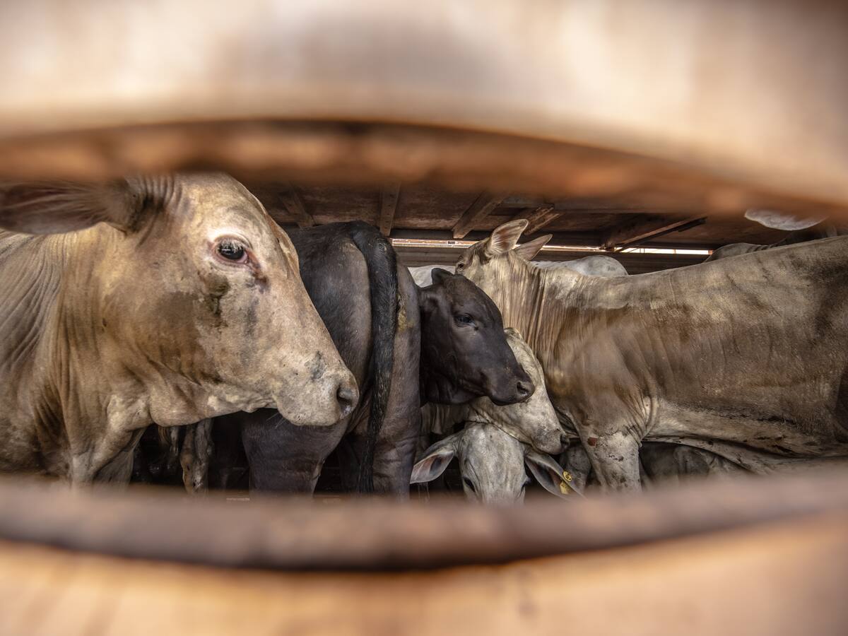 José Félix Lafaurie por ‘narcovacas’: los que exportaron las vacas no son ganaderos