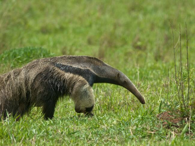 Universidades se unen para lanzar un libro que hace un rastreo de más de 60 mamíferos en Colombia