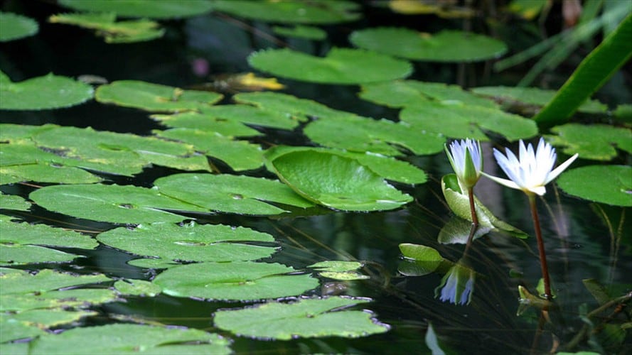 Jardín Botánico. Foto: Colprensa