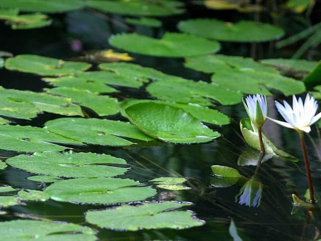 Jardín Botánico. Foto: Colprensa