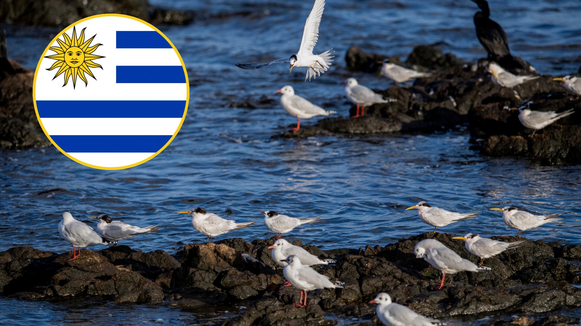 Gaviotas vistas en Punta del Este. FOTO: EITAN ABRAMOVICH/AFP via Getty Images