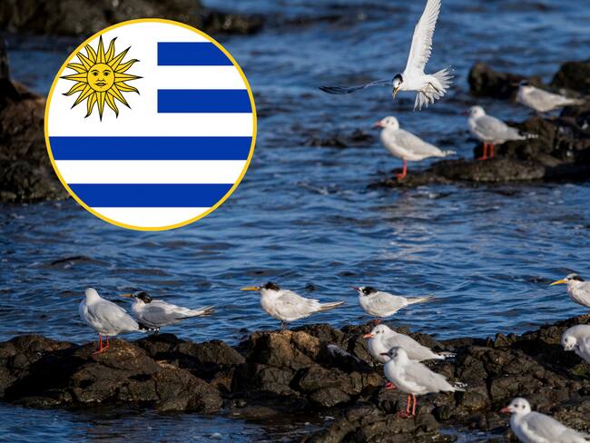 Gaviotas vistas en Punta del Este. FOTO: EITAN ABRAMOVICH/AFP via Getty Images