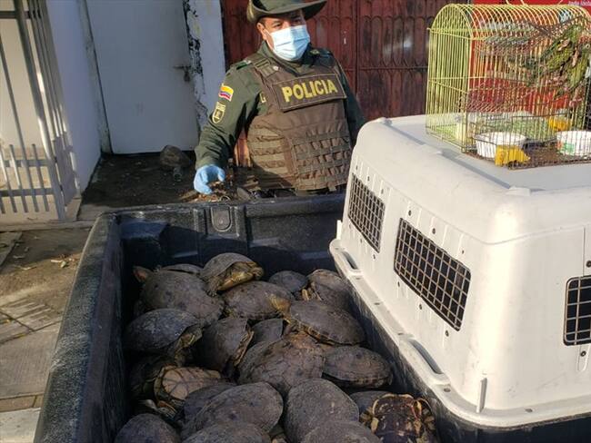 Policía recupera cerca de 400 hicoteas en un operativo contra el tráfico de fauna silvestre en Montería.Foto:prensa Policía.