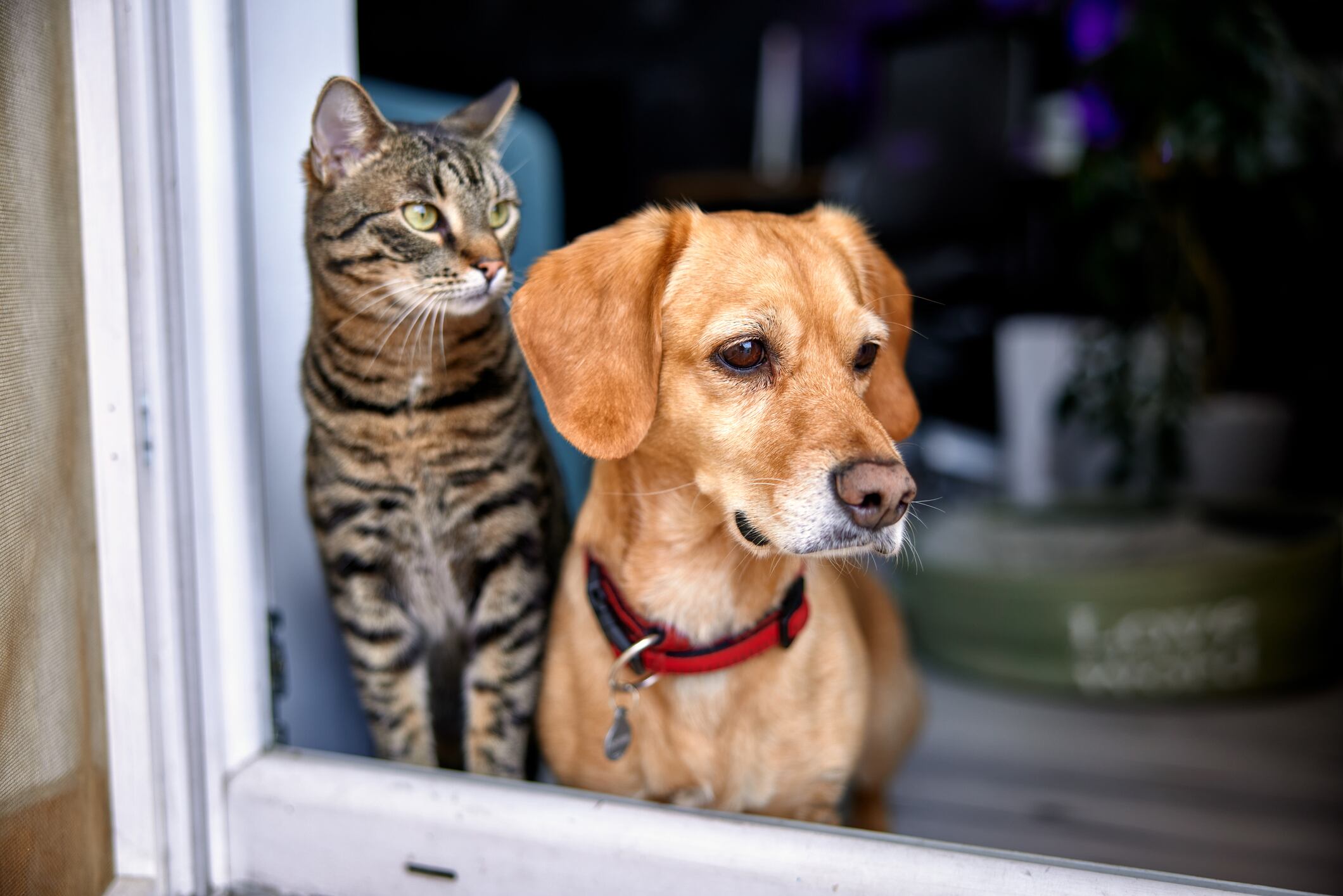 Imagen de referencia perros y gatos. Foto: GettyImages.