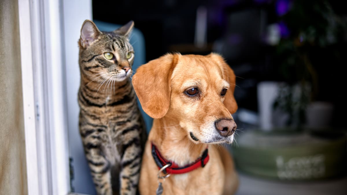 ¿Cómo calmar a sus mascotas del ruido de los fuegos artificiales?