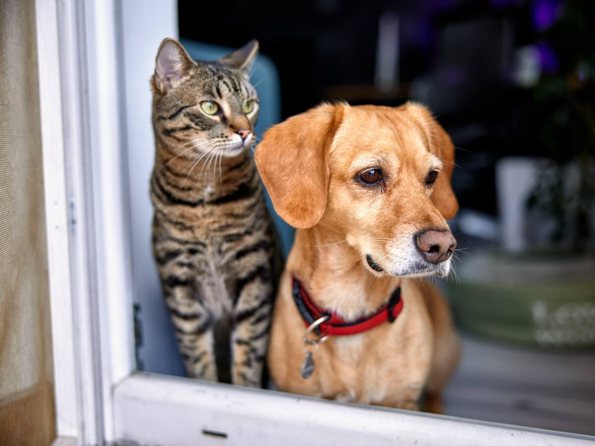 ¿Cómo calmar a sus mascotas del ruido de los fuegos artificiales?