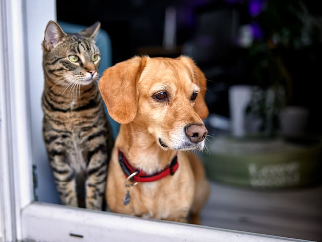 Imagen de referencia perros y gatos. Foto: GettyImages.