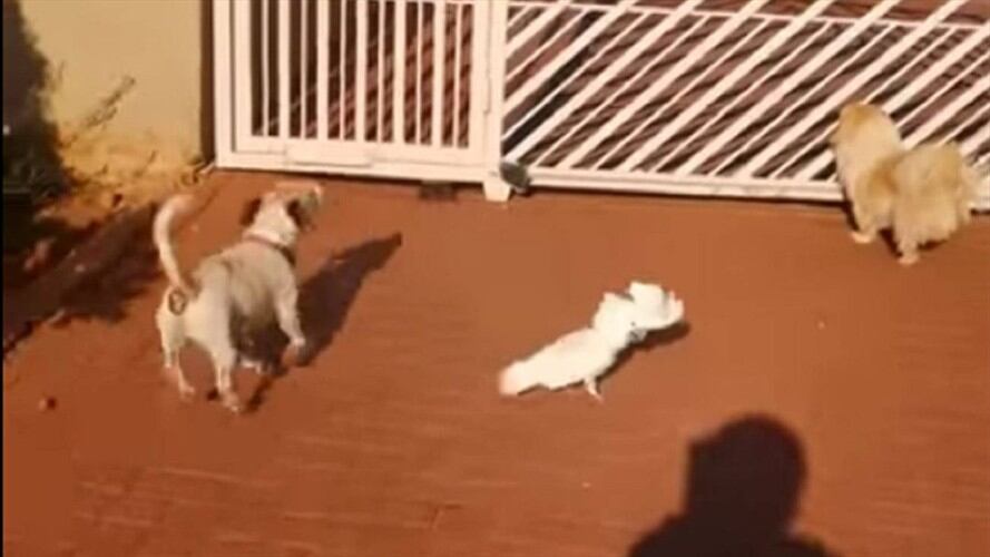 Se trata de una cacatúa que vive en en la ciudad de Rudepurt (Sudáfrica).. Foto: Captura de Youtube