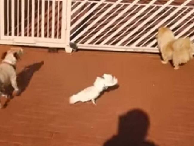 Se trata de una cacatúa que vive en en la ciudad de Rudepurt (Sudáfrica).. Foto: Captura de Youtube