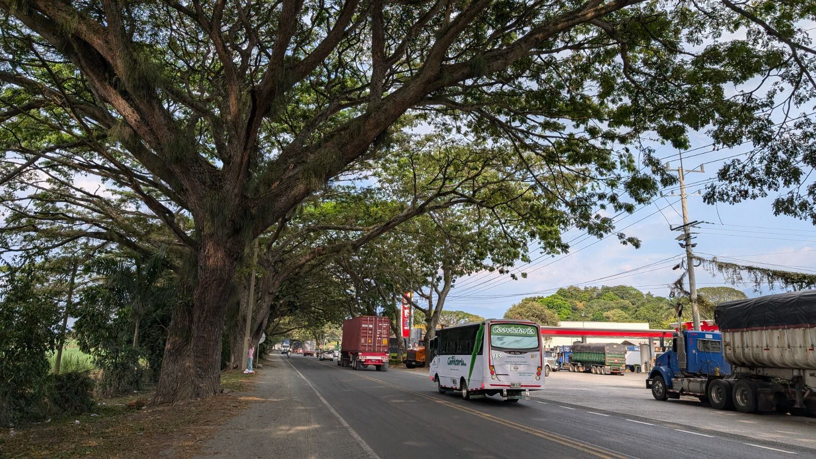 La concesionaria deberá replantear el proyecto para preservar el ‘Túnel Verde’. Foto: CVC