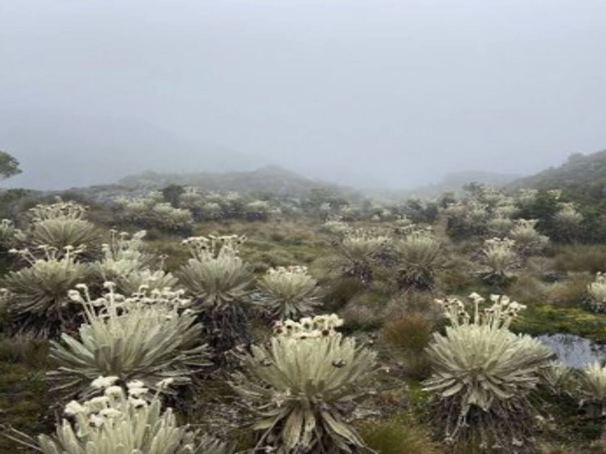 Alcaldía de Bucaramanga comprará más predios en el páramo de Santurbán