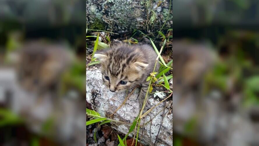 Trabajadores de una finca habían reportado el rescate de un tigrillo de pocas semanas de nacido. Foto: CRC