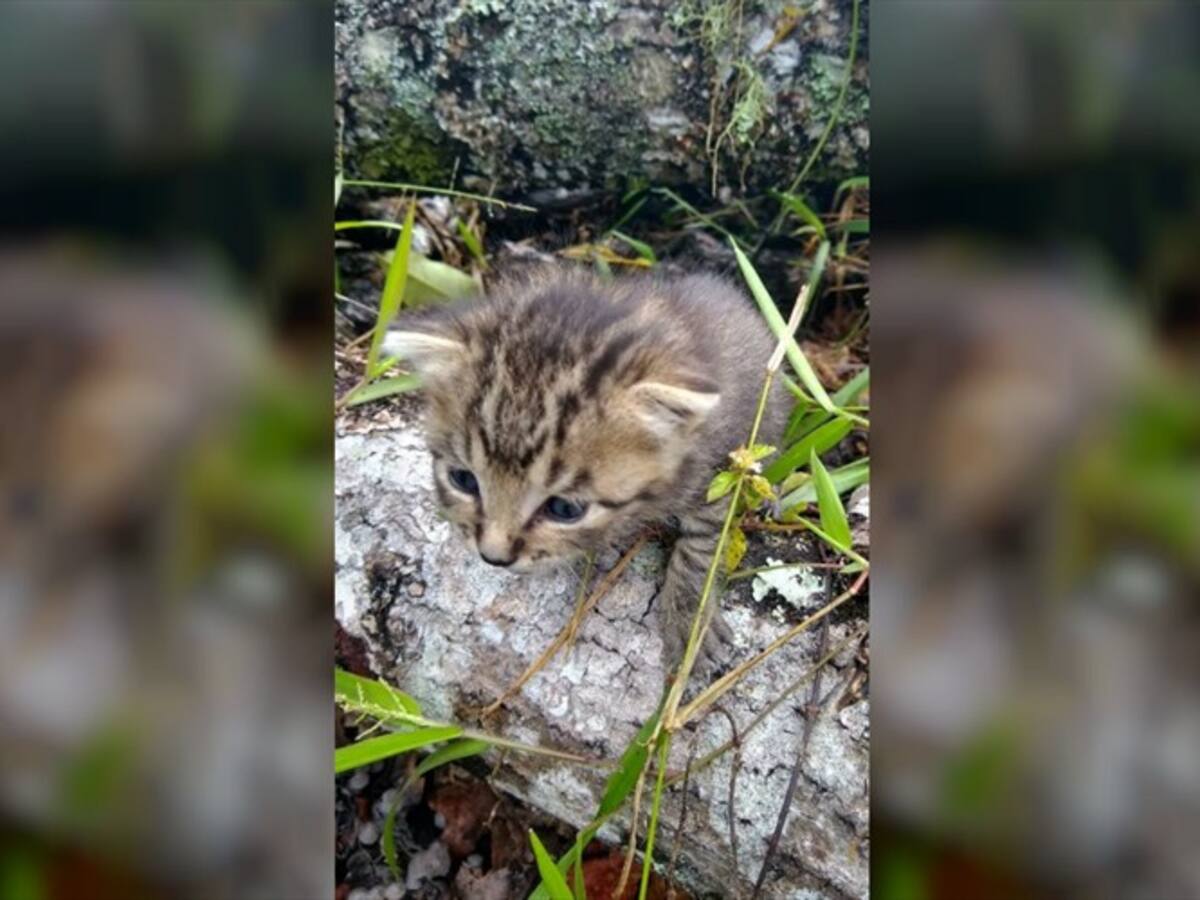 En Cauca, comunidad creyó encontrar un tigrillo pero era un gato doméstico