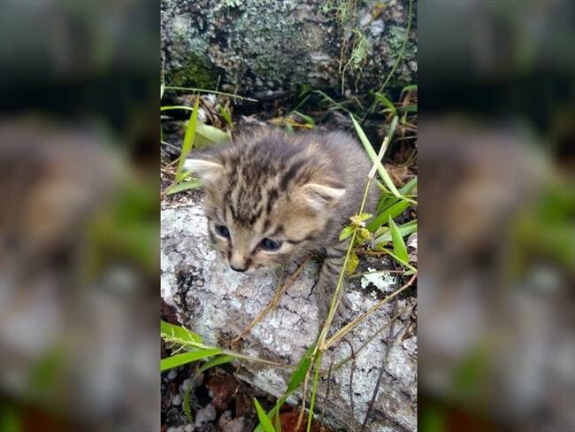 Trabajadores de una finca habían reportado el rescate de un tigrillo de pocas semanas de nacido. Foto: CRC