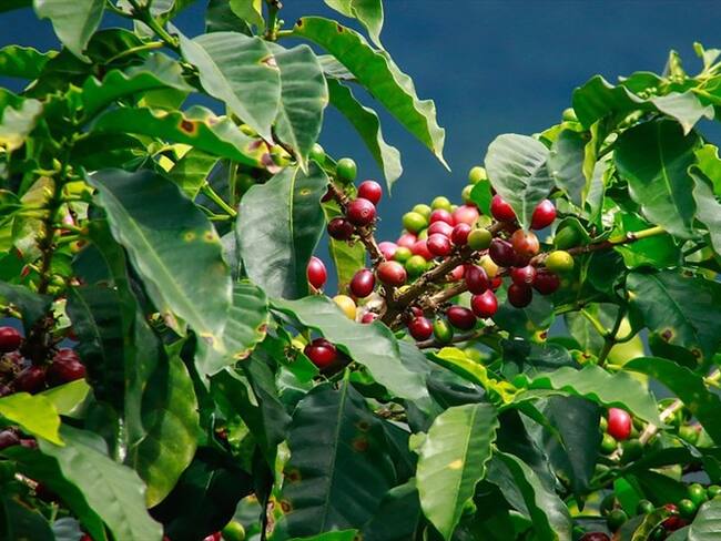 ¿Cómo le fue a los cafeteros en Nariño con la minga indígena?