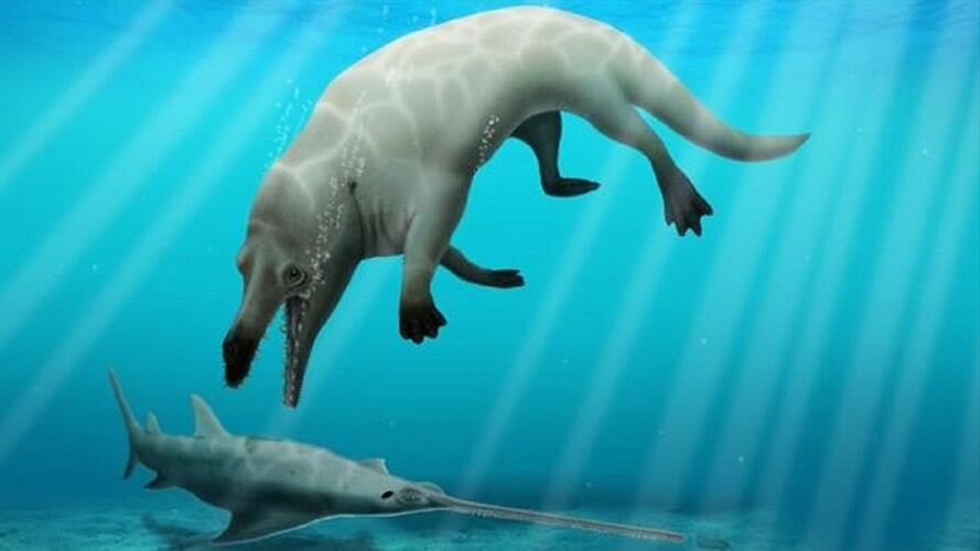 Esta nueva especie de ballena habitaba las aguas hace 43 millones de años en Fayum, al sur de El Cairo.. Foto: ROBERT W. BOESSENECKER
