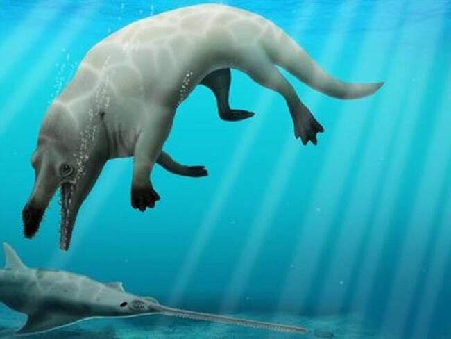 Esta nueva especie de ballena habitaba las aguas hace 43 millones de años en Fayum, al sur de El Cairo.. Foto: ROBERT W. BOESSENECKER