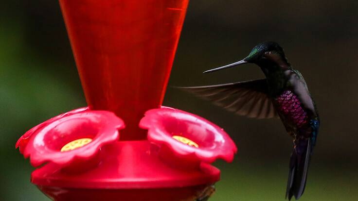 Colombia es un referente a nivel mundial en temas de aves: Carlos Mario Wagner