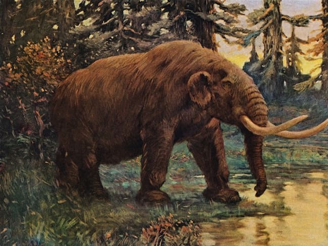 Representación de un mastodonte. Foto: Getty