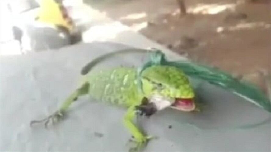 Polémica por video donde un reptil fuma marihuana. Foto: tomada del video suministrado.